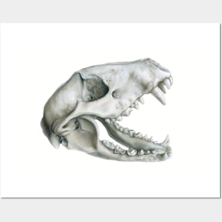 Raccoon Skull Posters and Art